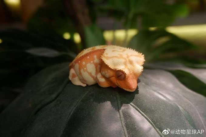 Animal Heavenly Body Gecko Rhacodactylus Ciliatus - Crested Gecko (Red Cream) Chubby Collectible Figurine Statue Handcrafted Amphibian