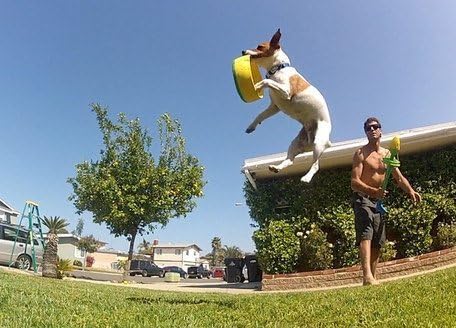 Flying Ring Launcher Dog Exerciser Starter Pack | Quickly Exercises Your Dog | Includes Launcher Starter Pack & 6 EVA Foam Rings