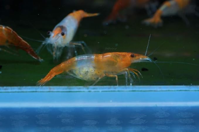 Live Freshwater Aquarium Shrimp Neocaridina (Orange Rili (10 Pack))