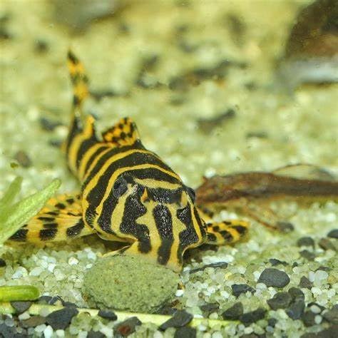 Aquatic Foods Inc. 12mm 1/2" Sinking Wafers of Algae & Spirulina Ideal for Plecos, Bottom Fish, Catfish, Shrimp, Snails, Crayfish, All Herbivorous & Omnivorous Tropical Fish...AFI Wafers..10-lbs
