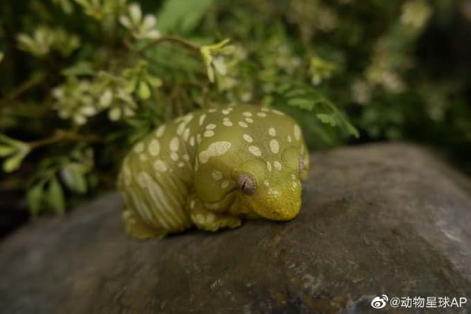 Animal Heavenly Body Series 2 Reptile Chubby Collectible Miniature - Gecko Statue for Home Office Decor, Realistic Sculpture (Rhacodactylus Leachianus - Giant Gecko Leachie)