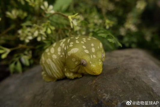 Animal Heavenly Body Series 2 Reptile Chubby Collectible Miniature - Gecko Statue for Home Office Decor, Realistic Sculpture (Rhacodactylus Leachianus - Giant Gecko Leachie)