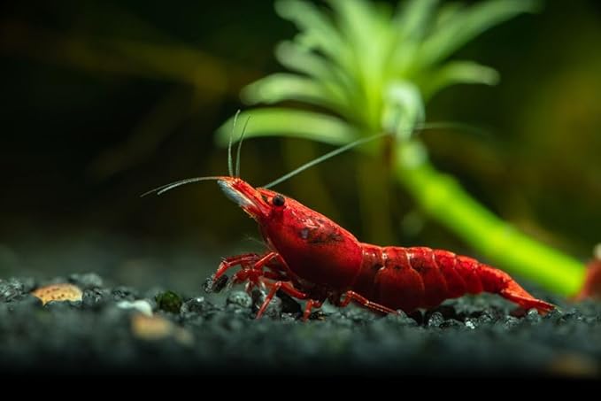 Yashkun Fire Red High-Grade Cherry Shrimp Neocaridina Freshwater Aquarium, Live Arrival (10)
