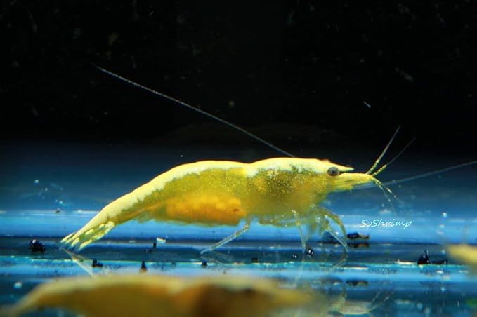 Live Freshwater Aquarium Shrimp Neocaridina (Neon Yellow (10 Pack))