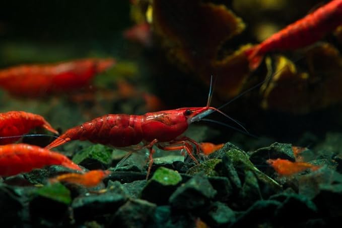 Yashkun Fire Red High-Grade Cherry Shrimp Neocaridina Freshwater Aquarium, Live Arrival (10)