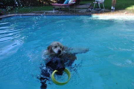 Flying Ring Launcher Dog Exerciser Starter Pack | Quickly Exercises Your Dog | Includes Launcher Starter Pack & 6 EVA Foam Rings