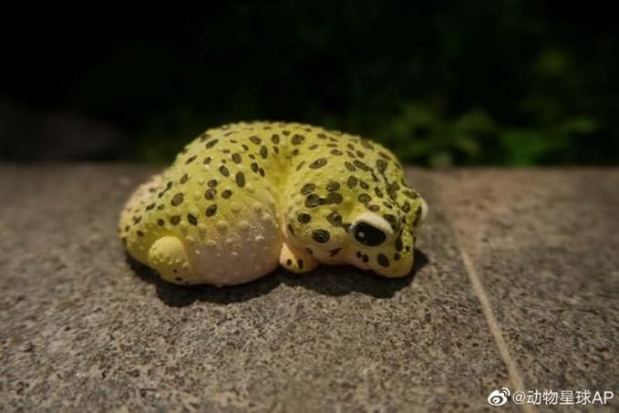 Animal Heavenly Body Series 2 Reptile Chubby Collectible Miniature - Gecko Statue for Home Office Decor, Realistic Sculpture (Eublepharis Macularius - Leopard Gecko)