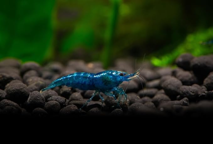 Blue Dream Supreme Gene Shrimps Live Freshwater Shrimp Aquarium Neocaridina, Live Arrival Guarantee (10 Pack)