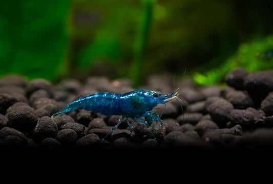 Blue Dream Supreme Gene Shrimps Live Freshwater Shrimp Aquarium Neocaridina, Live Arrival Guarantee (10 Pack)