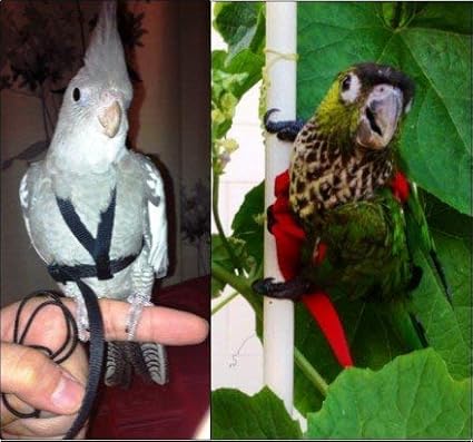 The AVIATOR Pet Bird Harness and Leash: Petite Black