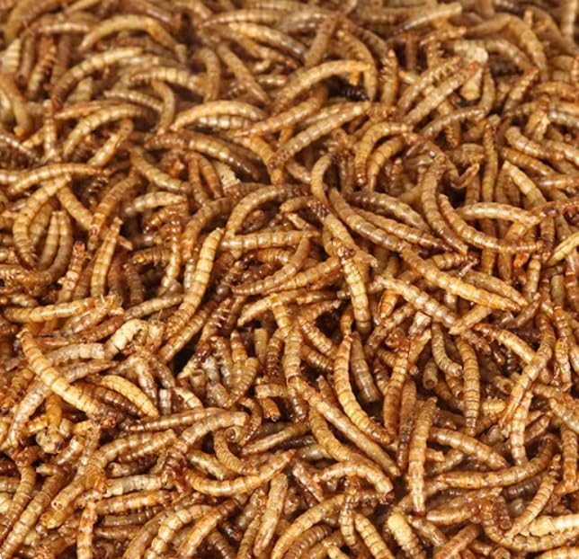 5lbs Dried Mealworms - Premium Non-GMO Chicken Feed, Nutritious High Protein Meal Worms- Food and Treats for Laying Hens, Wild Birds, Ducks, Chicken