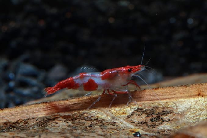 Live Freshwater Aquarium Shrimp Neocaridina (Red Rili (10 Pack))