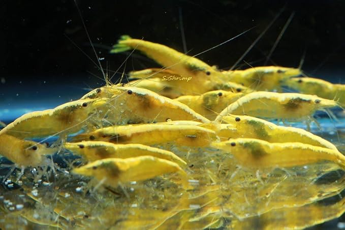 Live Freshwater Aquarium Shrimp Neocaridina (Neon Yellow (10 Pack))