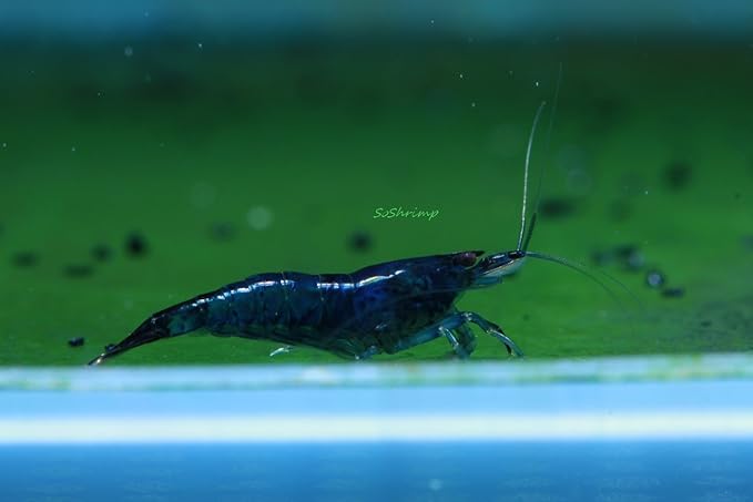 Live Freshwater Aquarium Shrimp Neocaridina (Dream Blue Velvet (10 Pack))