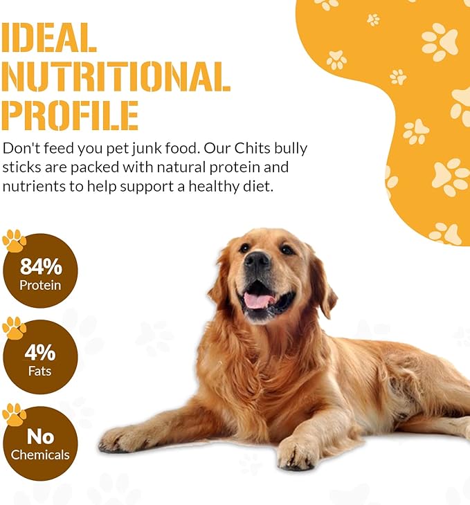 Dog Chits Braided Bully Sticks for Dogs and Puppies | 12-inch, 3 Pack | Natural Healthy Long Lasting Chew for Large and Small Dogs Protein Treats | Odor Free