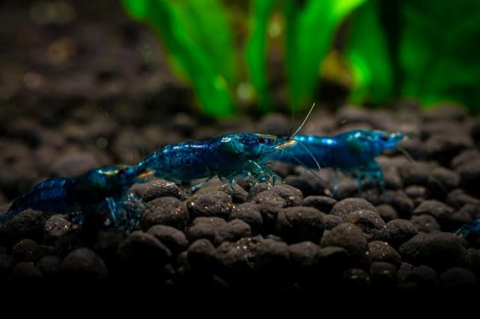 20 Blue Dream Supreme Gene Shrimps Live Freshwater Shrimp Aquarium Neocaridina, Live Arrival Guarantee