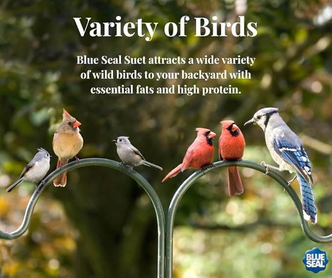 Blue Seal Nuts & Berry Suet Cakes for Wild Birds - No Mess Suet Feed, Food for Woodpeckers, Cardinals, Siskins, Sparrows & More - 11oz Suet Feeder, Bird Seed Cakes (Pack of 12)