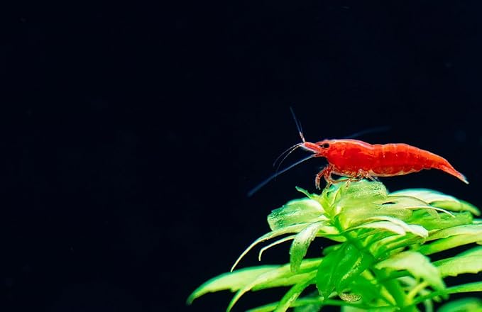 Yashkun Fire Red High-Grade Cherry Shrimp Neocaridina Freshwater Aquarium, Healthy and Sharp Live Shrimps with Live Arrival (Pack of 20)