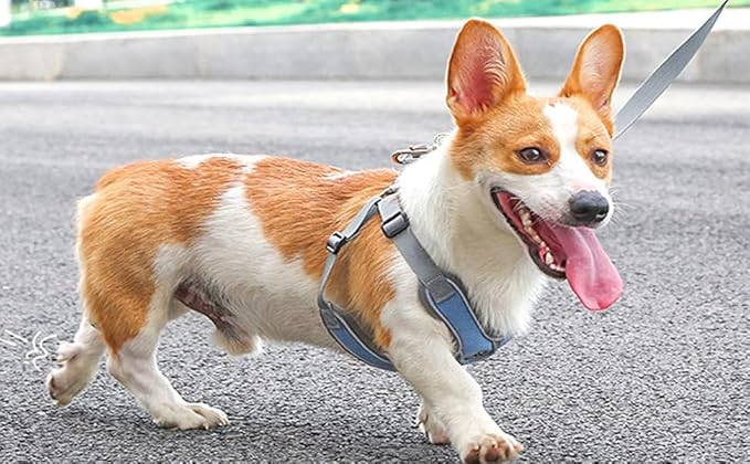 Large Dog Harness and Leash Set,No Pull Adjustable Step in Soft Mesh Vest Harness,Easy Walk Reflective Pet Harness with Padded Handle for Walking Training Small Medium Large Dogs and Cats (Blue, L)