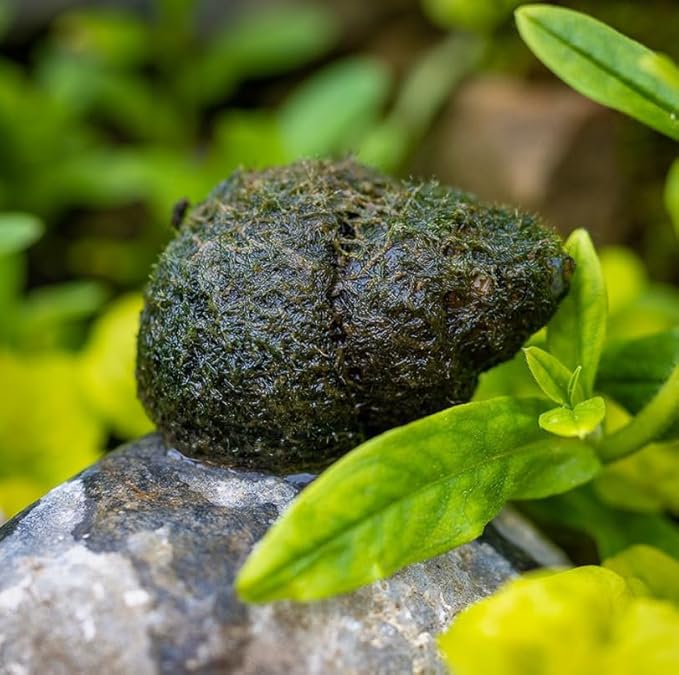 10 Live Trapdoor Snails for Freshwater Aquariums and Ponds Help Water Cleaner