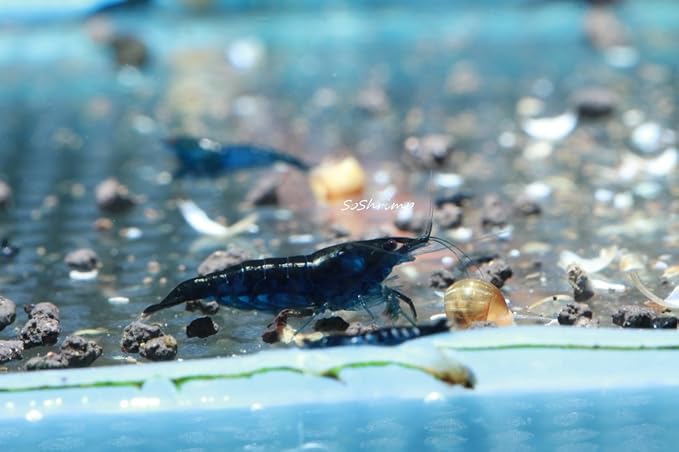 Live Freshwater Aquarium Shrimp Neocaridina (Blue Diamond (10 Pack))