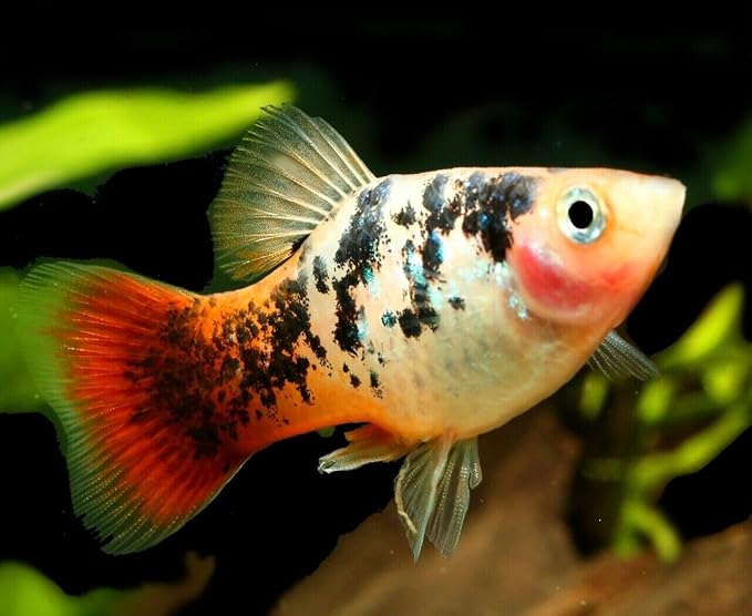 Aquatic Foods Inc. 0.5mm Tropical & Community Fish High Protein Micro Floating Pellets for Baby Cichlids, Bettas, Tetras, Guppies, Baby Koi & Pond Fish…2.5oz Squeeze Bottle
