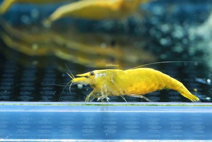 Live Freshwater Aquarium Shrimp Neocaridina (Neon Yellow (10 Pack))