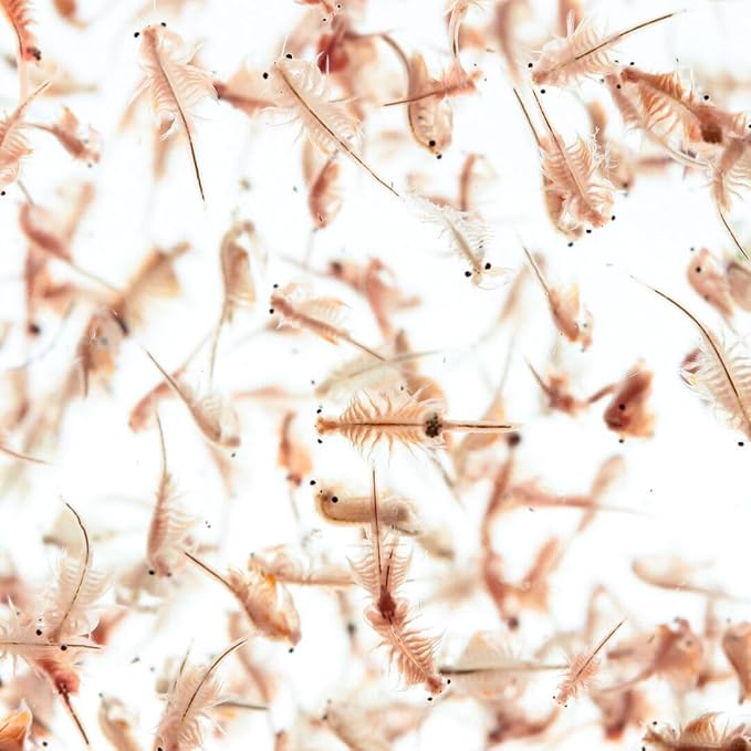 Aquatic Foods Inc. Brine Shrimp Artemia Eggs, Premium Grade 90% Hatch Rate from The Great Salt Lake, Utah, USA- 200 Grams 7.05oz