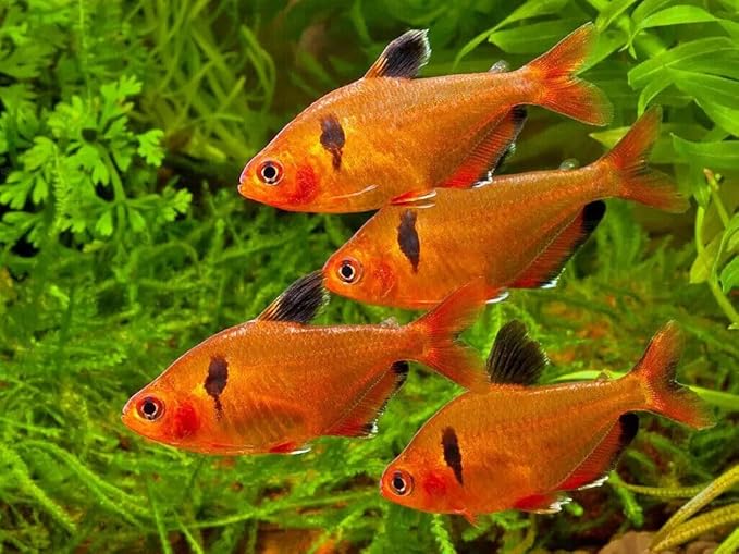 Aquatic Foods Inc. Tropical Fish Flakes, Mix of Krill, Color Enhancing, Spirulina Flakes for Cichlids, Angels, Live Bearers, Tetras, Guppies, All Tropical Fish...WL 2oz Sm Jar