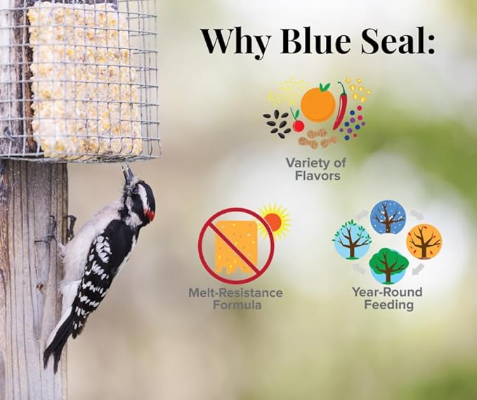 Blue Seal Nuts & Berry Suet Cakes for Wild Birds - No Mess Suet Feed, Food for Woodpeckers, Cardinals, Siskins, Sparrows & More - 11oz Suet Feeder, Bird Seed Cakes (Pack of 12)