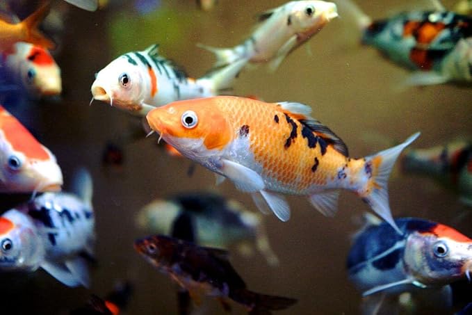 Aquatic Foods Inc. Goldfish Flakes, 42% Protein Color Enhancing and Spirulina Flakes for Aquarium & Pond Goldfish, Koi and All Pond Fish...WL 1-lb 2oz Lg Jar