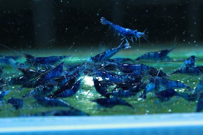 Live Freshwater Aquarium Shrimp Neocaridina (Dream Blue Velvet (10 Pack))
