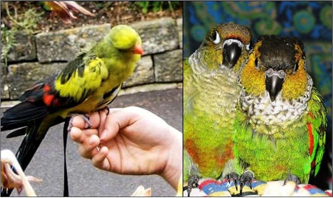 The AVIATOR Pet Bird Harness and Leash: Petite Green