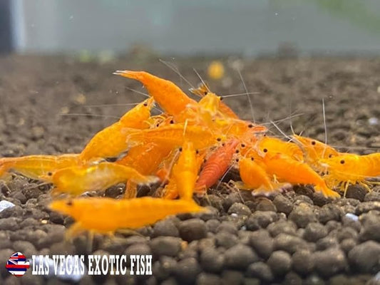 Las Vegas Exotic Fish™ 10 Orange Sunkist Neocaridina Shrimp Live Freshwater Shrimp Aquarium Inverts (Orange Sunkist)