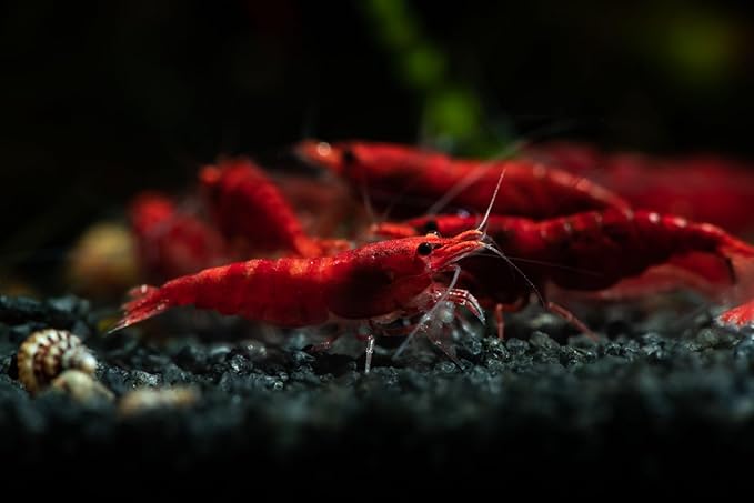 Yashkun Fire Red High-Grade Cherry Shrimp Neocaridina Freshwater Aquarium, Live Arrival (10)