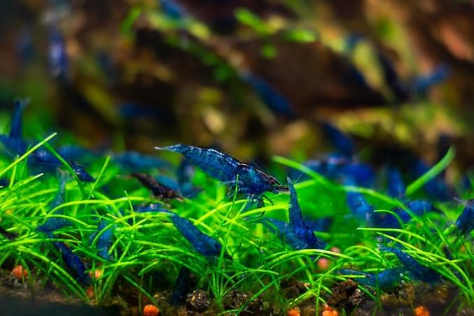 20 Blue Dream Supreme Gene Shrimps Live Freshwater Shrimp Aquarium Neocaridina, Live Arrival Guarantee