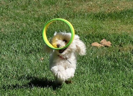 Flying Ring Launcher Dog Exerciser Starter Pack | Quickly Exercises Your Dog | Includes Launcher Starter Pack & 6 EVA Foam Rings