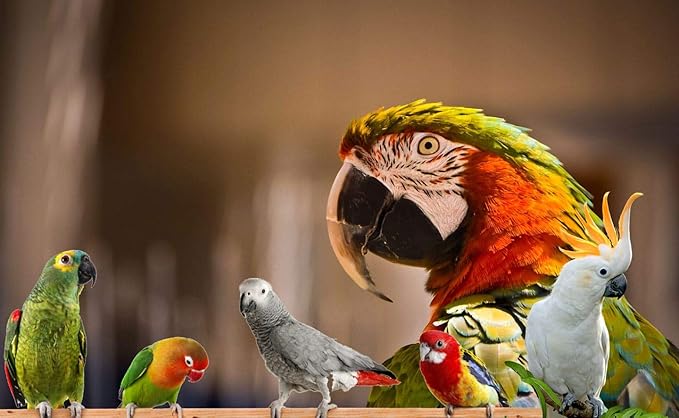 Parrot Food - Parakeet & Cockatiel Food - Cooks in 3-15 min with Natural & Organic Grains, Legumes, Healthy Fruits, Vegetables & Spices