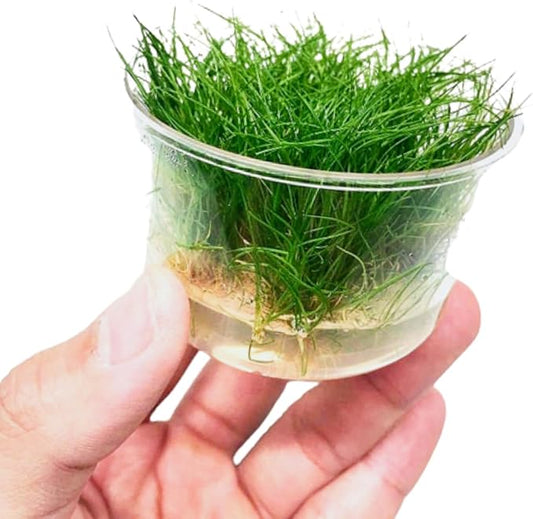 Dwarf Hairgrass Eleocharis Sp 1 Mini Tissue Culture Cup Freshwater Live Aquarium Plants Decoration BUY2GET1FREE