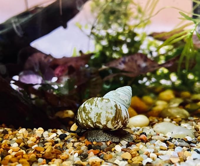 10 Live Trapdoor Snails for Freshwater Aquariums and Ponds Help Water Cleaner