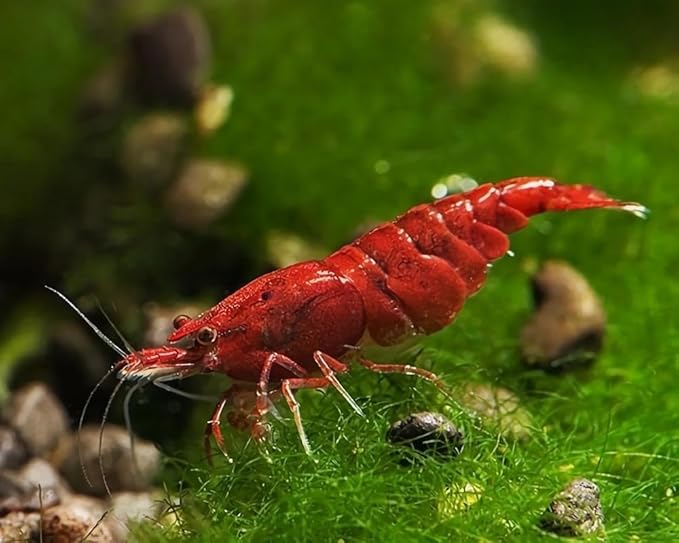 Yashkun Fire Red High-Grade Cherry Shrimp Neocaridina Freshwater Aquarium, Live Arrival (10)