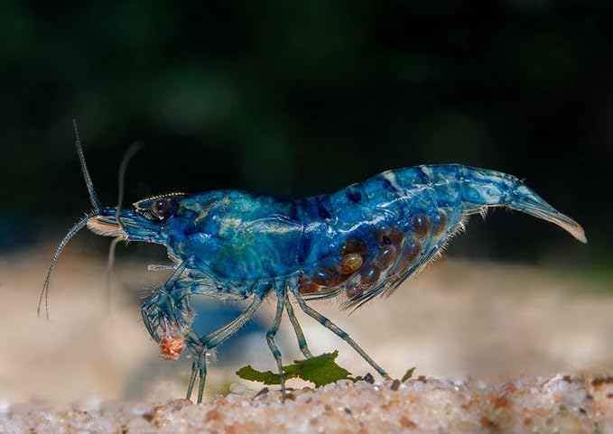 20 Blue Dream Supreme Gene Shrimps Live Freshwater Shrimp Aquarium Neocaridina, Live Arrival Guarantee