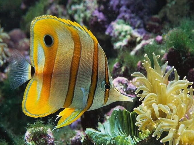 Aquatic Foods Inc. Marine Fish Flakes of Red & Green Algae, Seaweeds for Tangs, Butterflies, Angelfish, Anthias, Clown Fish, Damsels...WL…3-lbs Poly Bag