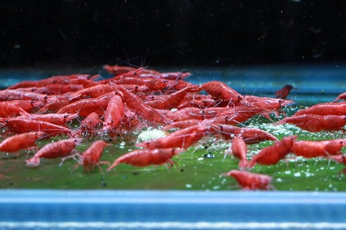 Live Freshwater Aquarium Shrimp Neocaridina (Fire Red (10 Pack))