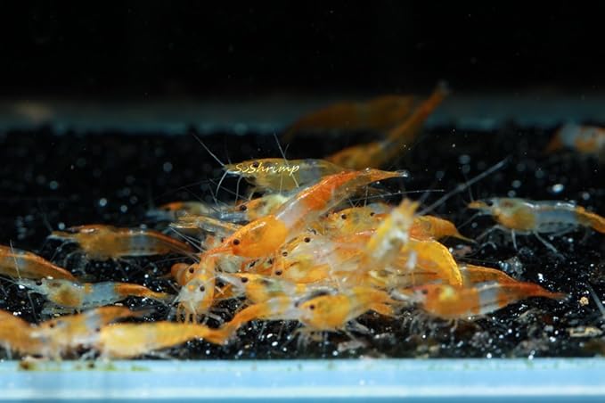 Live Freshwater Aquarium Shrimp Neocaridina (Orange Rili (10 Pack))