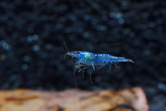 Live Freshwater Aquarium Shrimp Neocaridina (Blue Velvet (10 Pack))