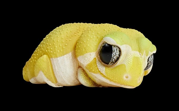 Animal Heavenly Body Series 2 Reptile Chubby Collectible Miniature - Gecko Statue for Home Office, Realistic Sculpture (Nephrurus Levis Pilbarensis - Knob-Tailed Gecko (Patternless))