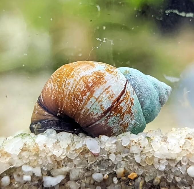 10 Live Trapdoor Snails for Freshwater Aquariums and Ponds Help Water Cleaner