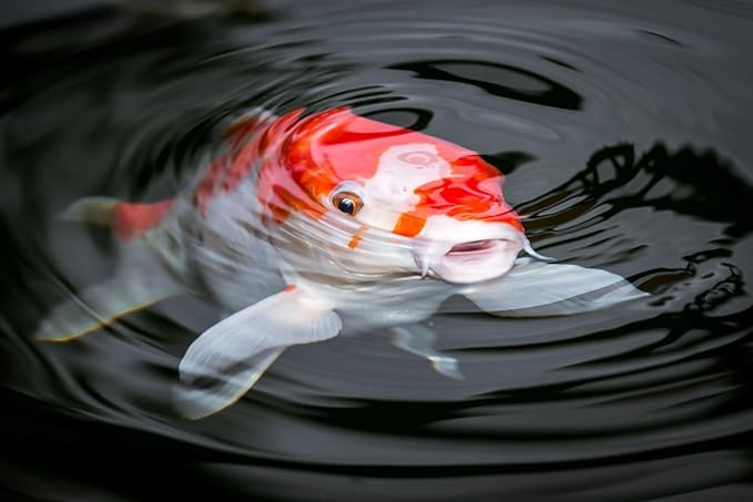 Aquatic Foods Inc. Koi & Pond Fish Krill Flakes. Arctic Krill Flakes which Contain Natural Carotenoids & Astaxanthin That Will Enhance The Vibrant Colors of Fish...WL…5-lbs Poly Bag