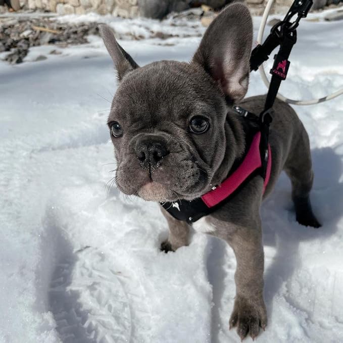 Gooby Escape Free Easy Fit Harness - Hot Pink, Large - No Pull Step-in Patented Small Dog Harness with Quick Release Buckle - Perfect On The Go No Pull Harness for Small Dogs or Medium Dog Harness